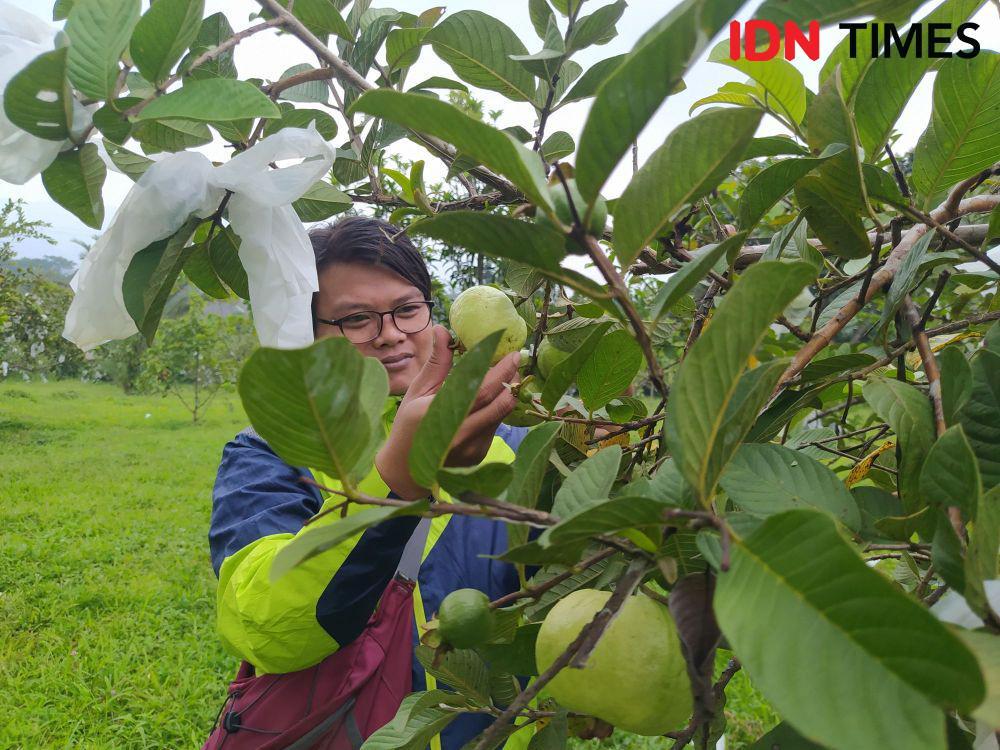 Yuk Coba Sensasi Petik Buah Lengkeng hingga Duren di KBB