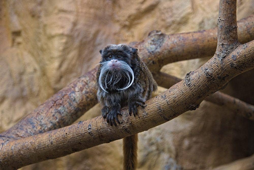 Tamarin kaisar (commons.m.wikimedia.org/Fabian Horst)