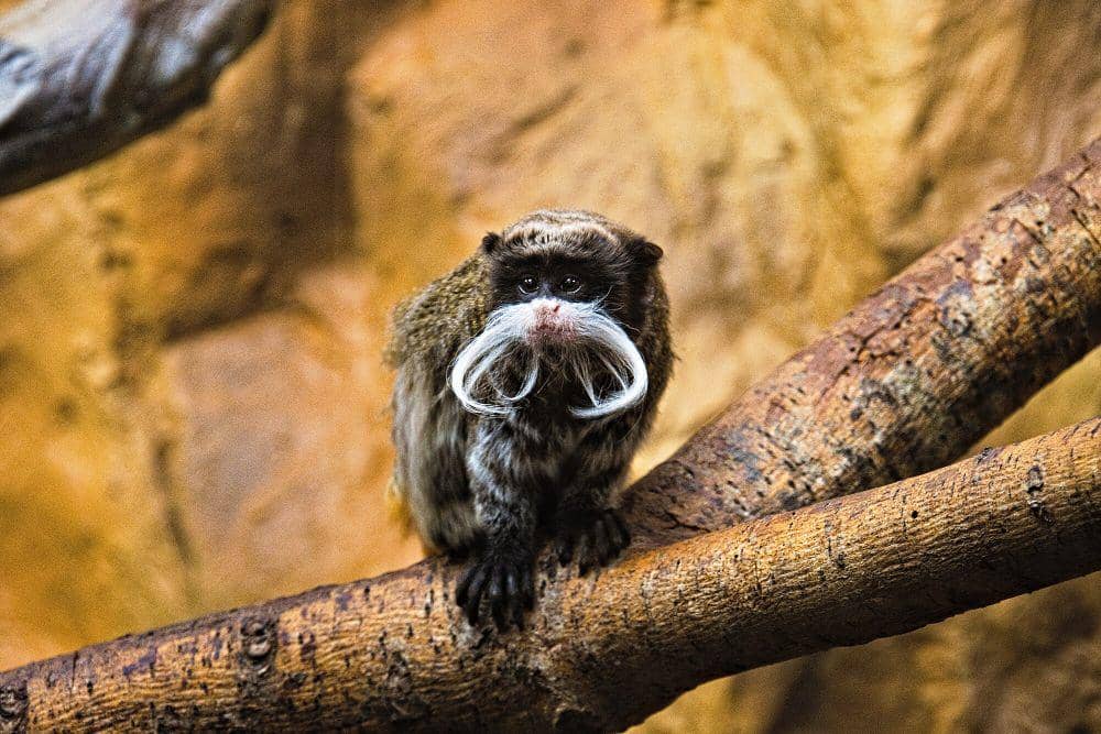 Tamarin kaisar (commons.m.wikimedia.org/Fabian Horst)