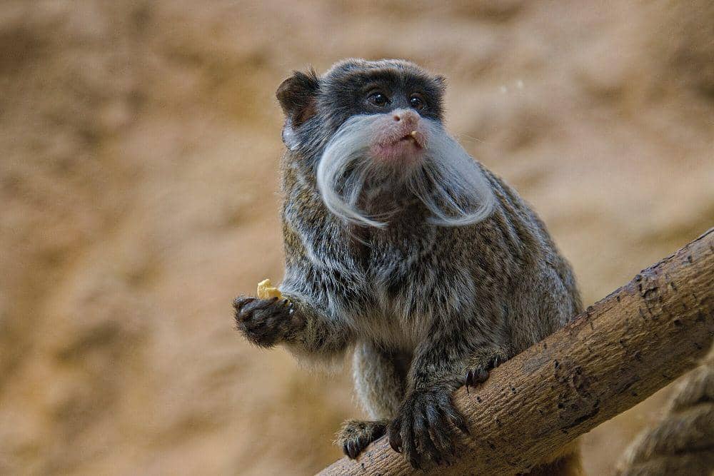 Tamarin kaisar (commons.m.wikimedia.org/Fabian Horst)