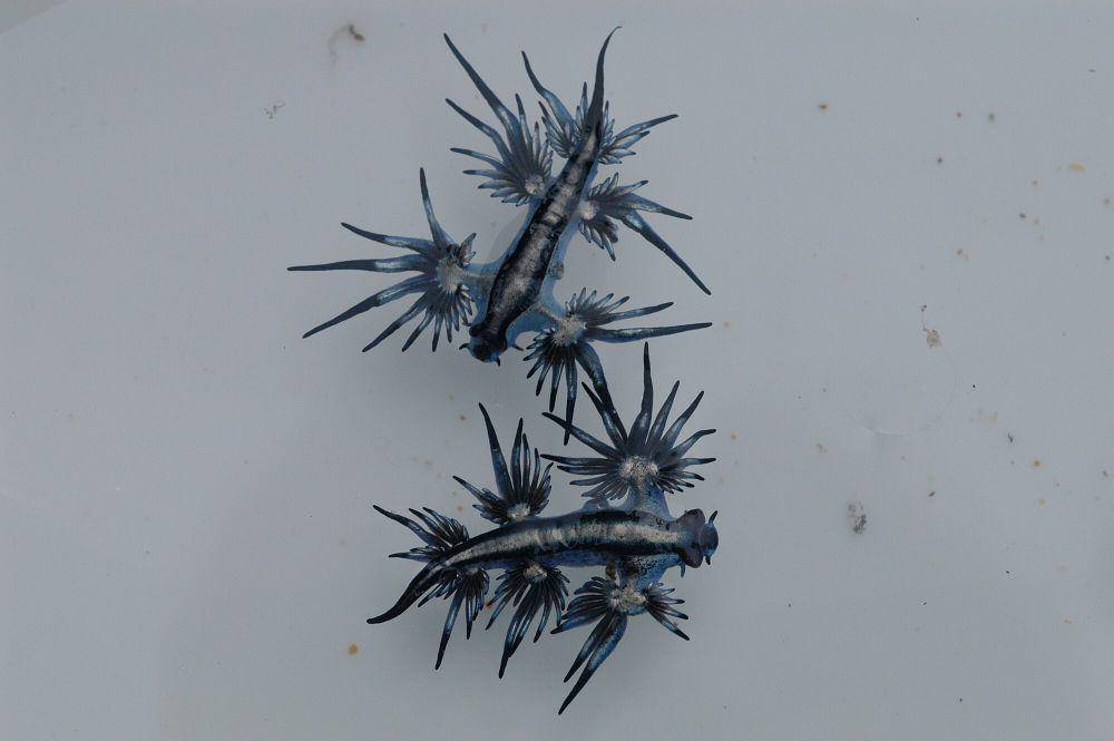 Siput laut biru (commons.m.wikimedia.org/Doug Beckers)