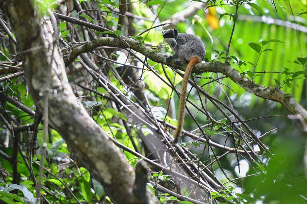 Tamarin kaisar (commons.m.wikimedia.org/Geoff Gallice)