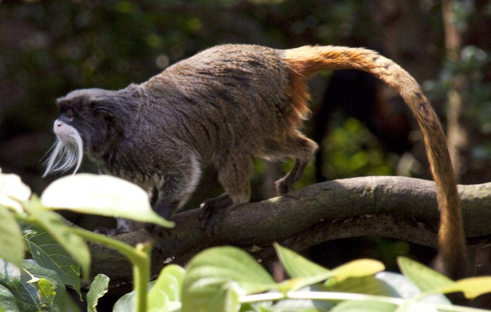 Tamarin kaisar (commons.m.wikimedia.org/Tony Hisgett)