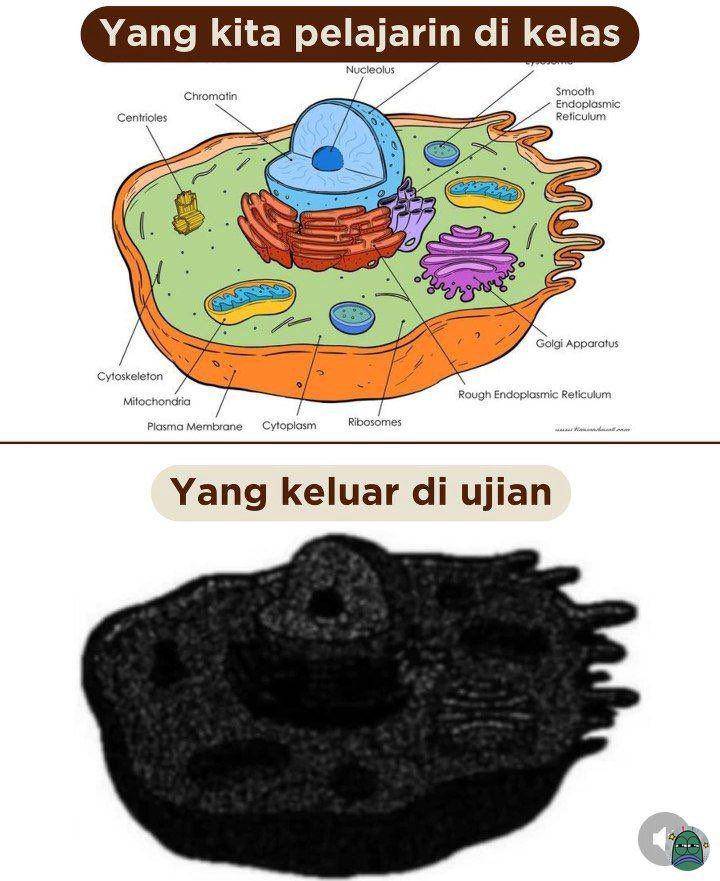 meme gambar soal ujian yang buram (twitter.com/txtdaripelajar)