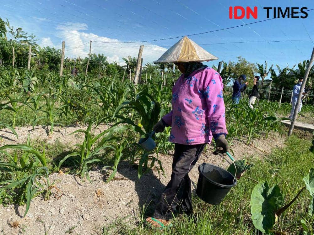 Kekeringan Jadi Faktor Menurunnya Produktivitas Pertanian di Kalbar