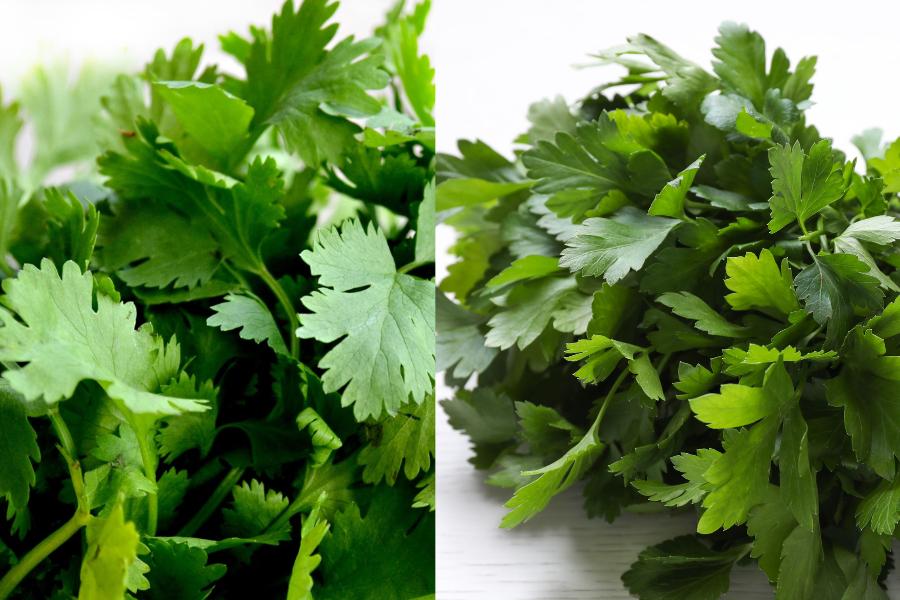 [QUIZ] Yakin Kamu Tahu Perbedaan Seledri dan Daun Ketumbar Ini?