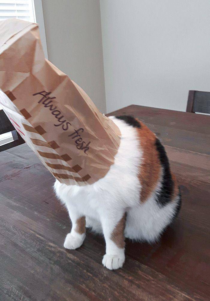 potret lucu kucing terjebak gegara kepo (reddit.com/JoeyDeNiro)