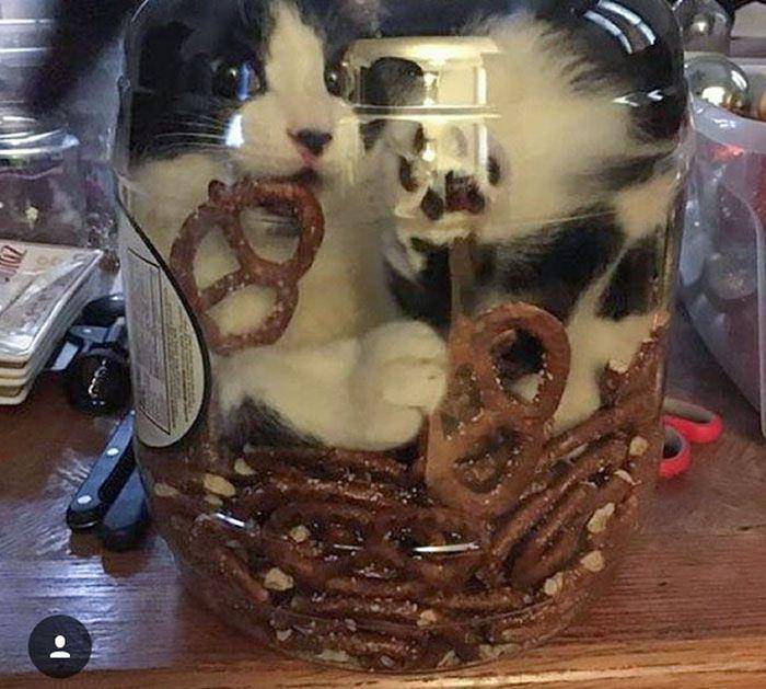 potret lucu kucing terjebak gegara kepo (reddit.com/deleted)