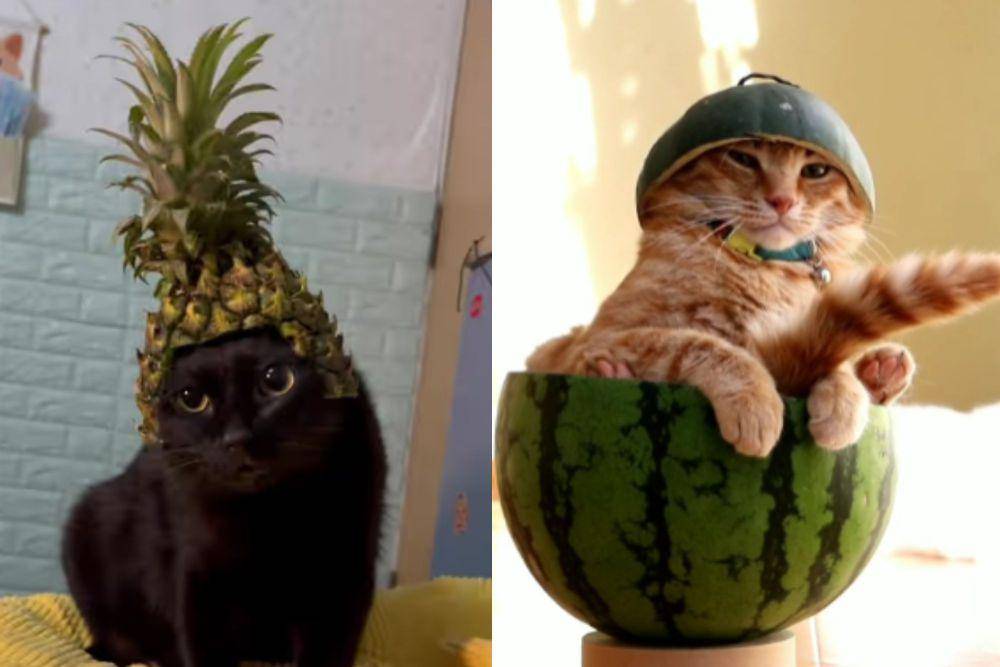 kolase potret kucing dengan topi buah (tiktok.com/family_pets88 I reddit.com/sausagetunnel)
