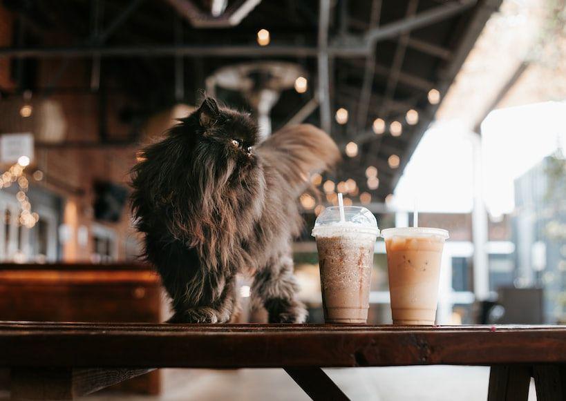 10 Tips Ajak Hewan Peliharaan ke Kafe, Anabul Pasti Nurut
