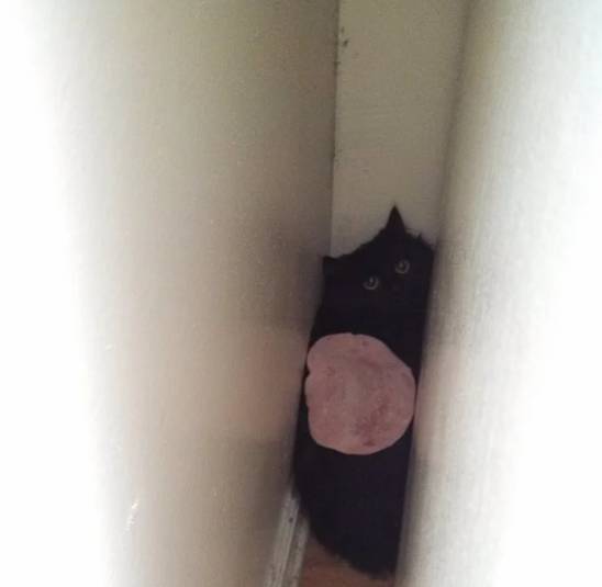 potret lucu kucing terjebak gegara kepo (reddit.com/NSFW_P*RN_ONLY)