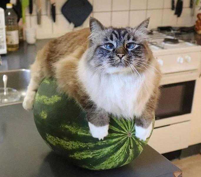 potret lucu kucing dan buah-buahan (reddit.com/verucasallt)