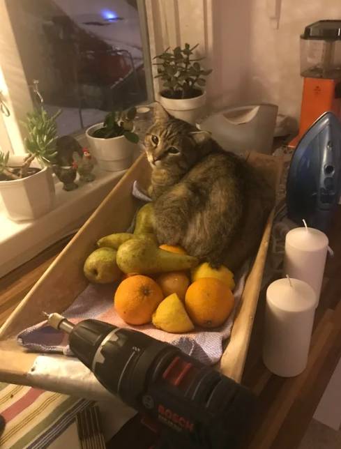 potret lucu kucing dan buah-buahan (reddit.com/Thefish-on-earth)