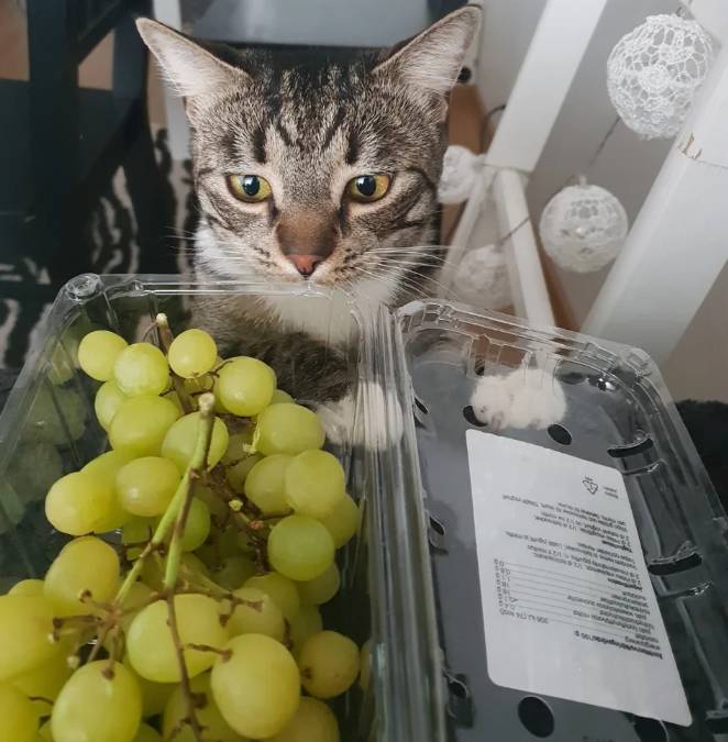potret lucu kucing dan buah-buahan (reddit.com/the_fairy_expert)