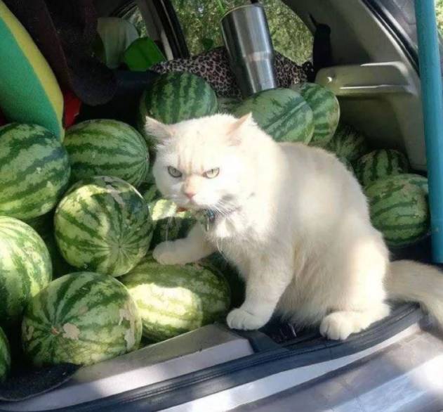 potret lucu kucing dan buah-buahan (reddit.com//5_Frog_Margin)