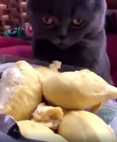 potret lucu kucing dan buah-buahan (reddit.com/cjthecookie)