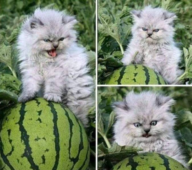 potret lucu kucing dan buah-buahan (reddit.com/HaloGirl1996)