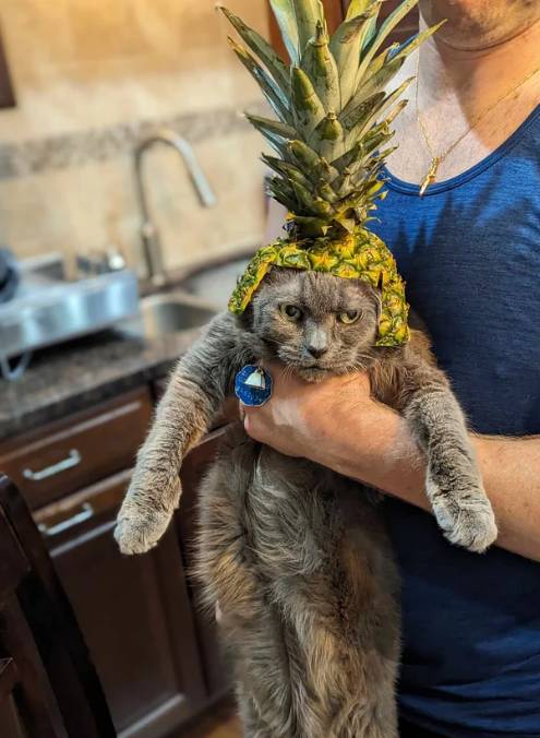 potret kucing dengan topi buah (reddit.com/cjthecookie)