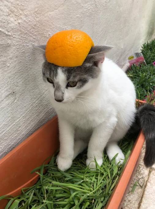 potret kucing dengan topi buah (reddit.com/Unkn0wn154)