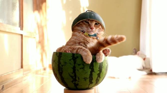potret kucing dengan topi buah (reddit.com/sausagetunnel)