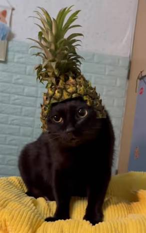 potret kucing dengan topi buah (tiktok.com/family_pets88)
