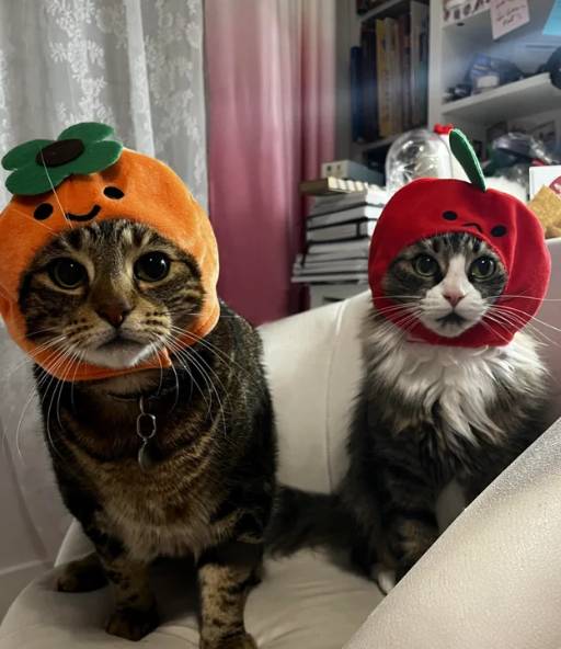 potret kucing dengan topi buah (reddit.com/TheGirlInTheVibe)