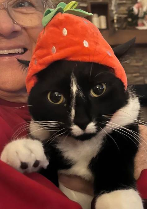 potret kucing dengan topi buah (reddit.com/unningoutofspinach)
