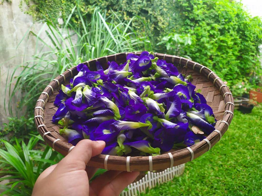 Resep Bunga Telang untuk Diet, Begini Cara Bikinnya yang Gampang