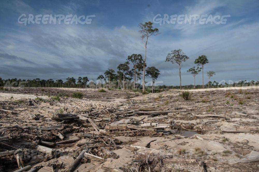 Proyek food estate di Kabupaten Gunung Mas Kalimantan Tengah pada 10 November 2022. Foto Green Peace