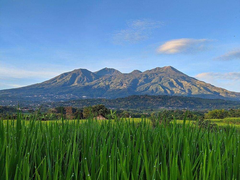 ilustrasi gunung arjuno (wikimedia.m.commons.org/Dodik007)