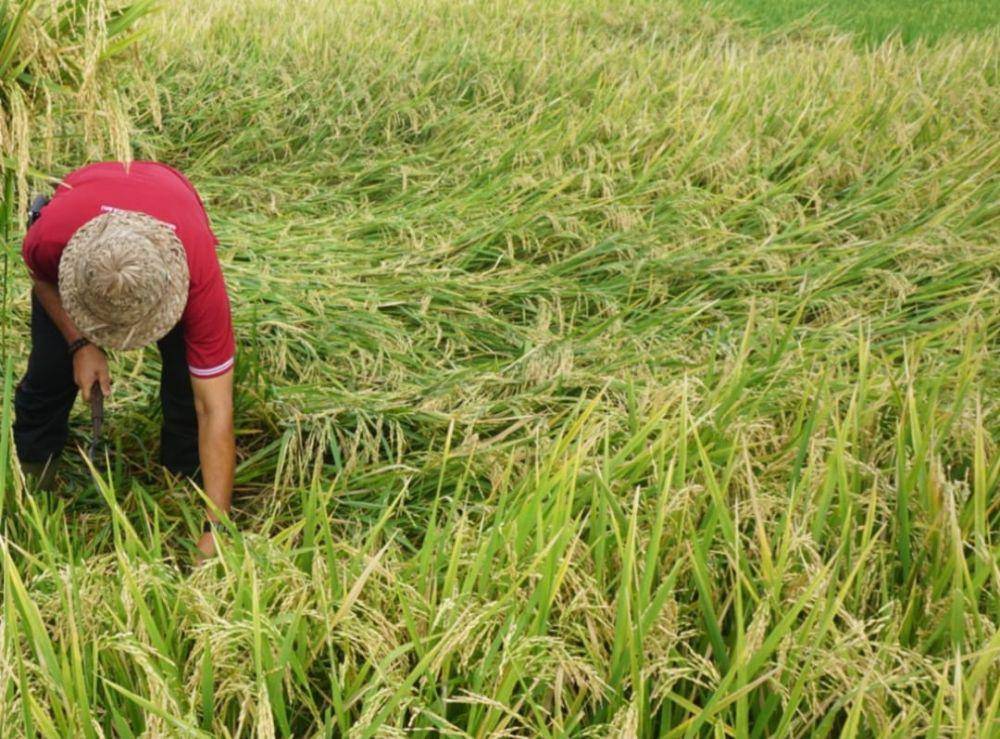 Petani di Klungkung sedang panen padi(IDNTimes/Wayan Antara)