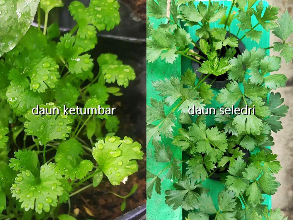 Perbedaan Daun Ketumbar dan Seledri yang Sering Dikira Sama