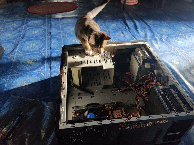 Potret rajin kucing bantu pekerjaan mbabu (twitter.com/user/plaguemarine87)