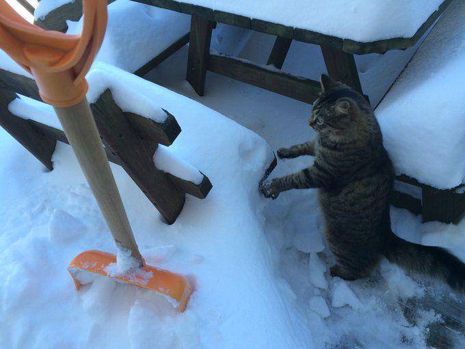 Potret rajin kucing bantu pekerjaan mbabu (twitter.com/user/RaderDraw)