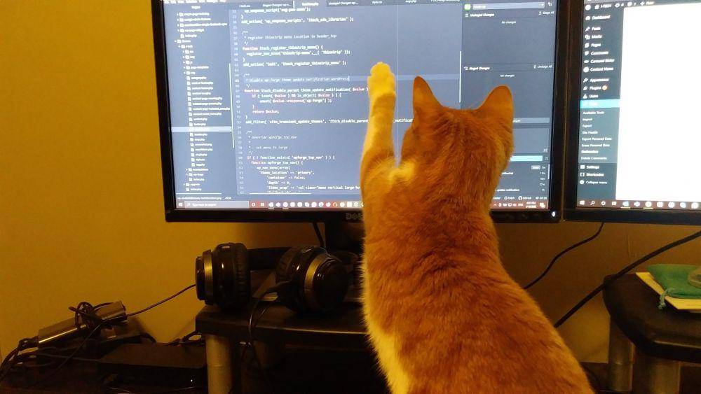 Potret rajin kucing bantu pekerjaan mbabu (twitter.com/user/yashpheh)