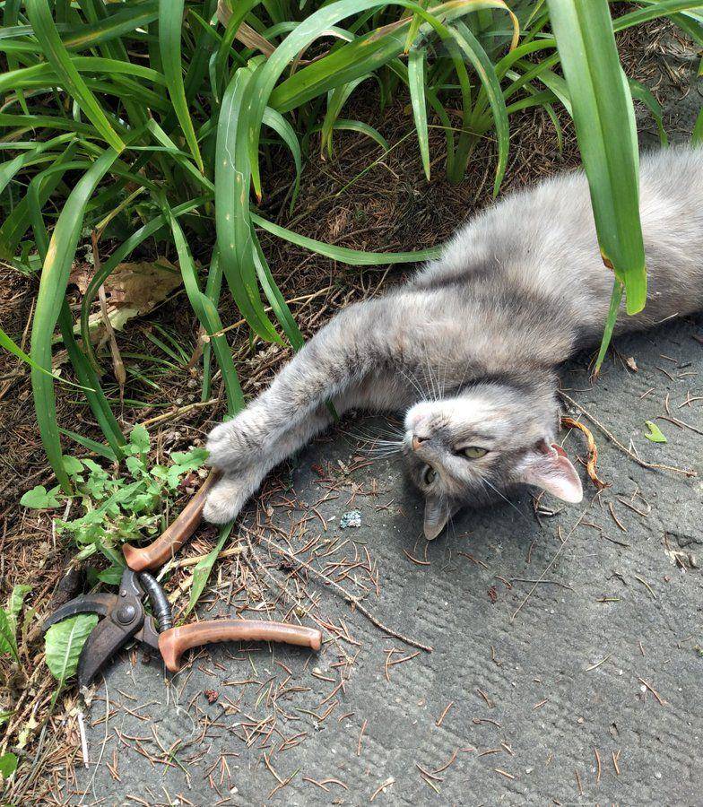 Potret rajin kucing bantu pekerjaan mbabu (twitter.com/user/AZsidakovits)