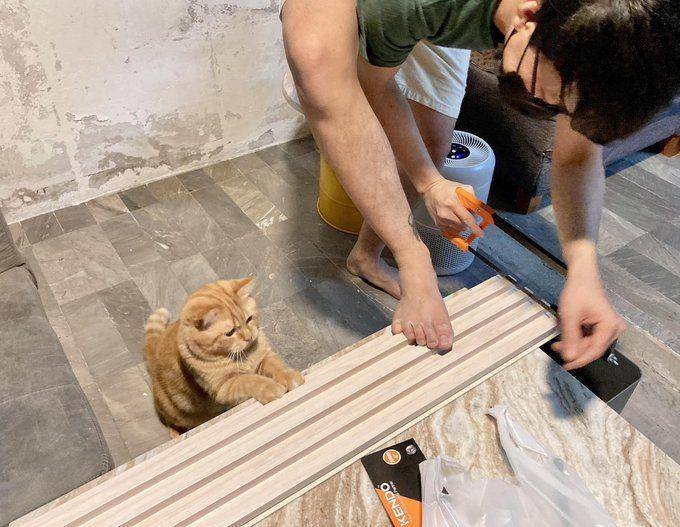 Potret rajin kucing bantu pekerjaan mbabu (twitter.com/user/CatWorkers)
