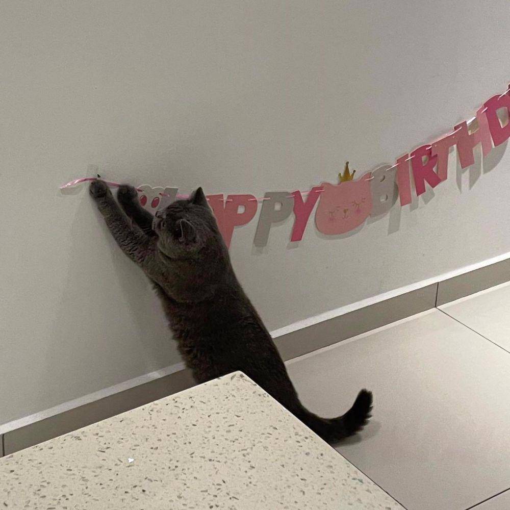 Potret rajin kucing bantu pekerjaan mbabu (twitter.com/user/CatWorkers)
