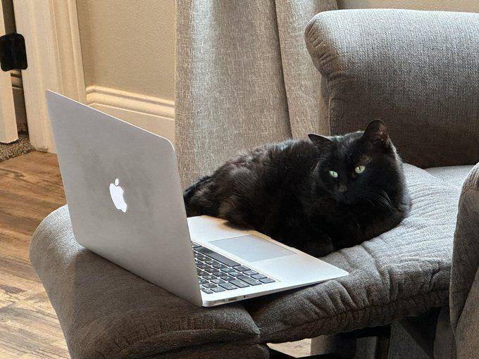 Potret rajin kucing bantu pekerjaan mbabu (twitter.com/user/CatWorkers)