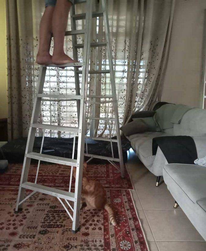 Potret rajin kucing bantu pekerjaan mbabu (twitter.com/user/CattosCorporal)