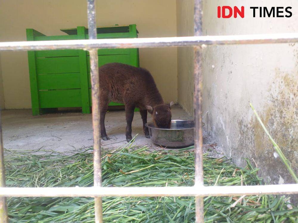 Cerita Warga Temukan Bayi Anoa di Gorontalo, Dirawat Selama 1 Bulan