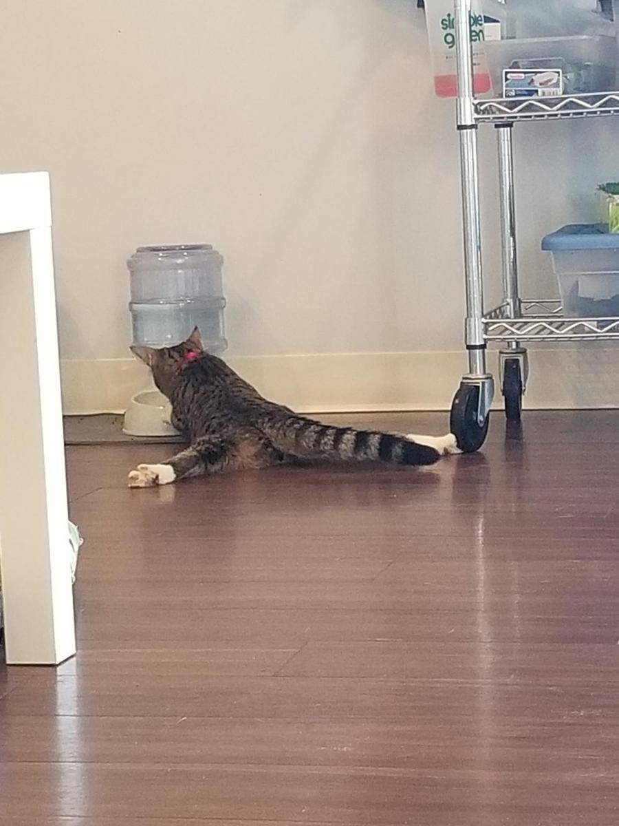potret tingkah aneh kucing pas lagi minum (reddit.com/user/Appy_)