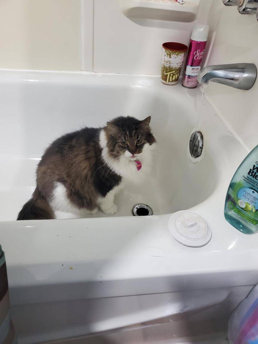 potret tingkah aneh kucing pas lagi minum (reddit.com/user/boopbeepboopdoop)