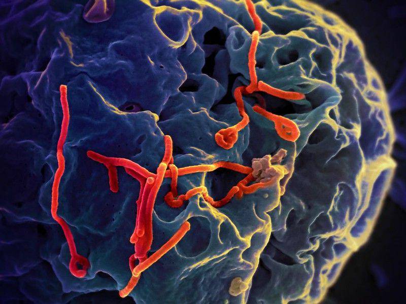 ilustrasi virus Ebola (flickr.com/NIAID)