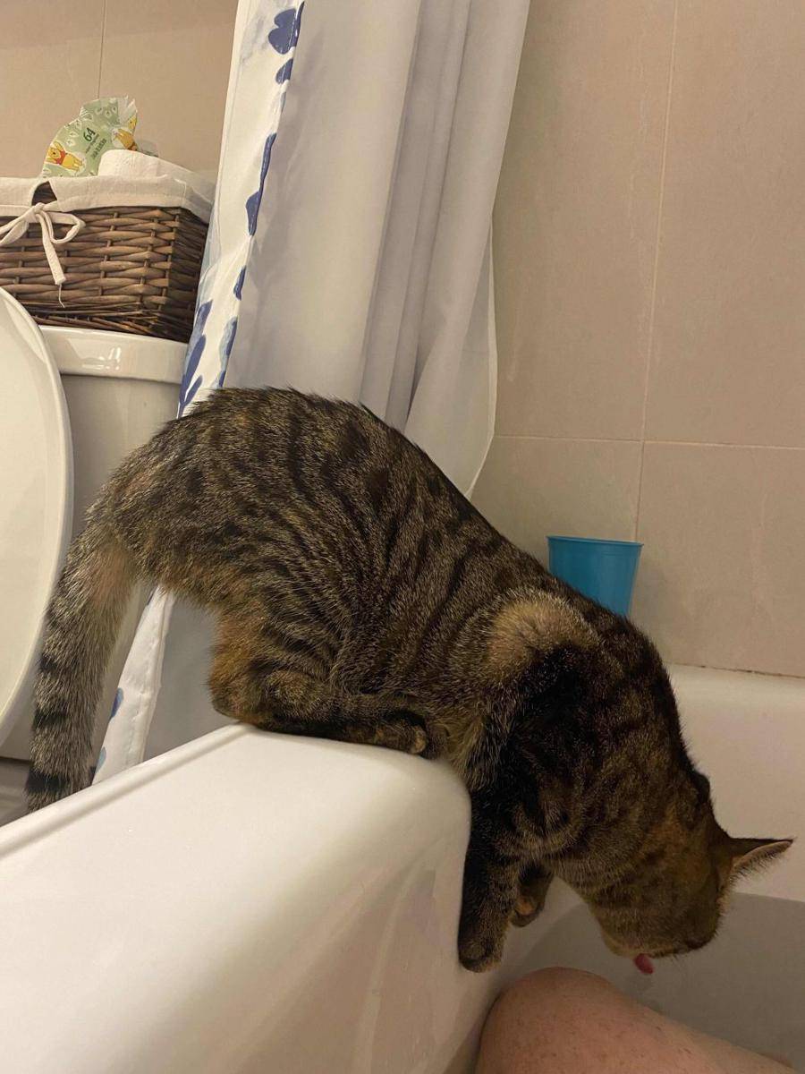 potret tingkah aneh kucing pas lagi minum (reddit.com/user/Nickey9Doors)