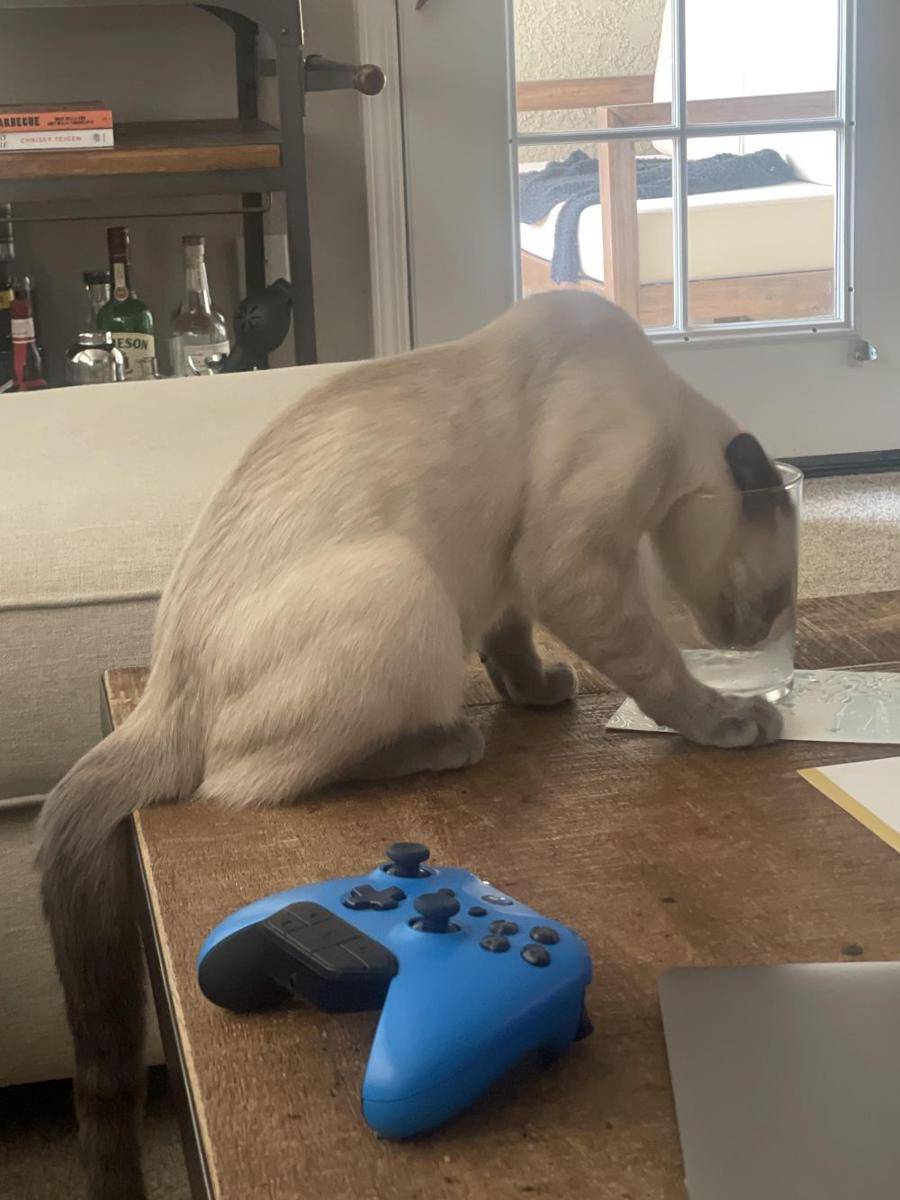 potret tingkah aneh kucing pas lagi minum (reddit.com/user/GameTime2325)