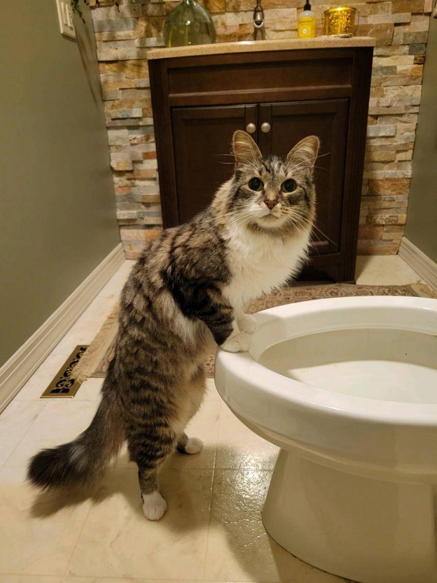 potret tingkah aneh kucing pas lagi minum (reddit.com/user/netzach2351)