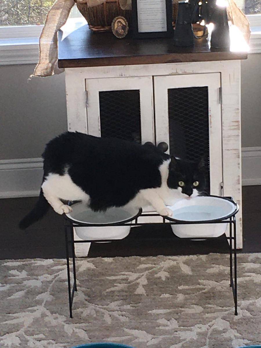 potret tingkah aneh kucing pas lagi minum (reddit.com/user/thecumrag_)