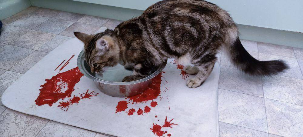 potret tingkah aneh kucing pas lagi minum (reddit.com/user/hailwoodnz)