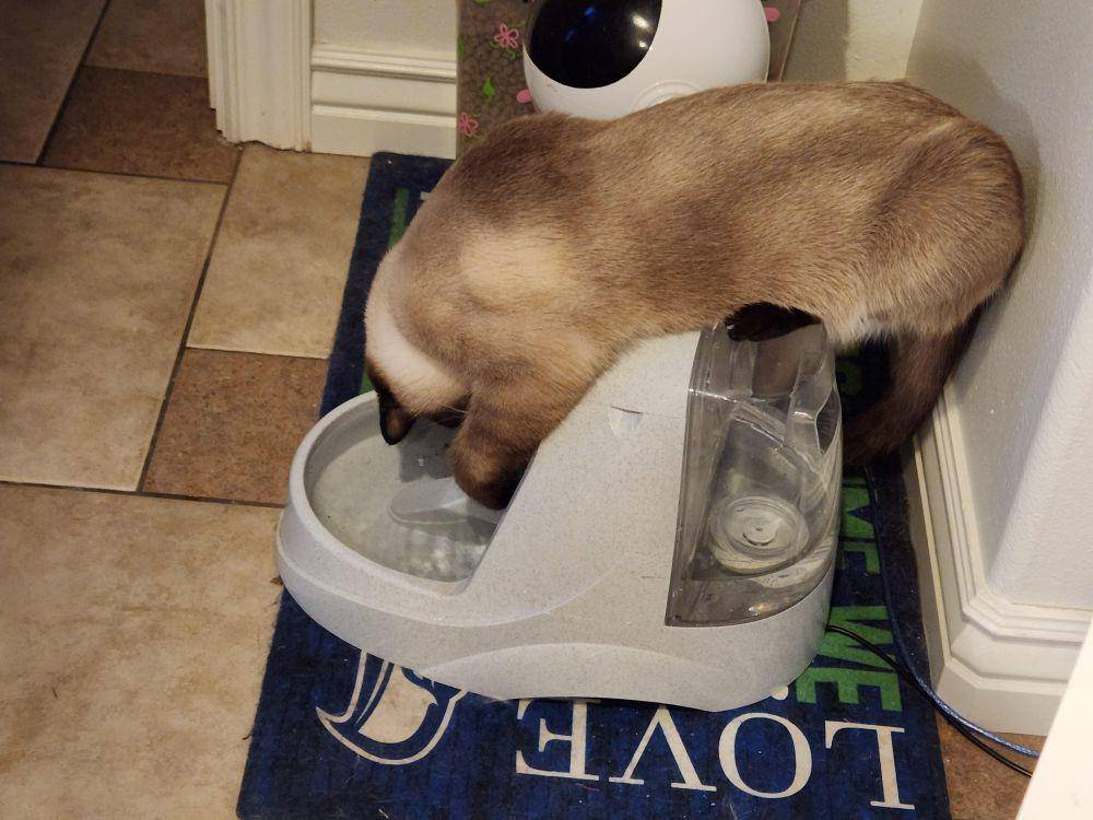 potret tingkah aneh kucing pas lagi minum (reddit.com/user/fluffykittenears)